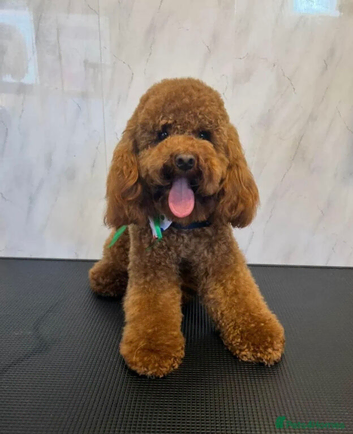 Miniature KC Poodle & Toy KC Poodle Studs