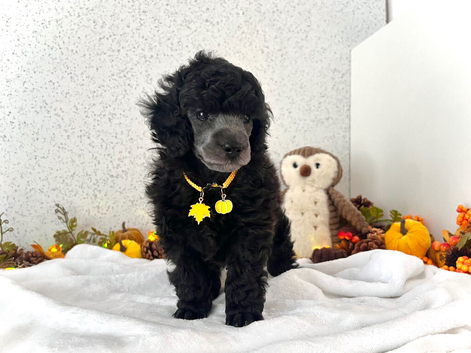 RARE Silver Miniature Poodle Puppies | DNA CLEAR