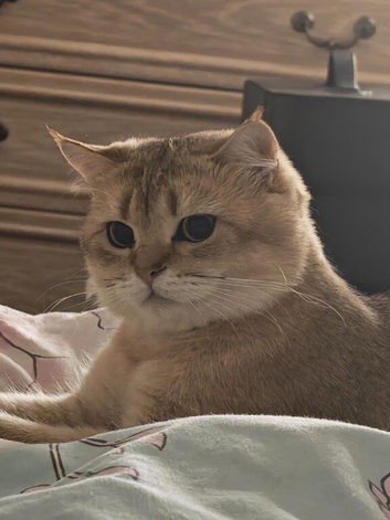 Scottish fold and straight litter due