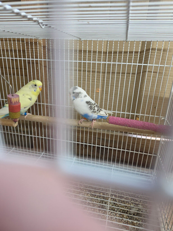 Bonded pair Recessive pied budgies