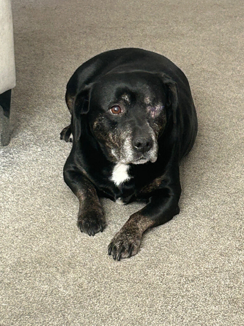NEEDS A LOVING HOME