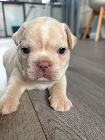 French bulldog puppies