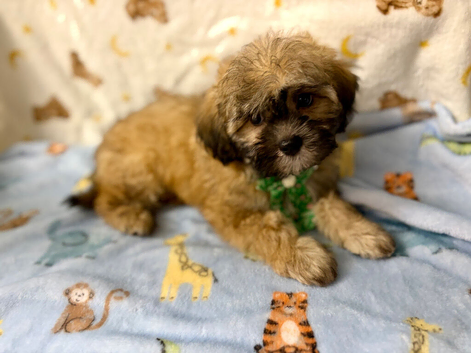 BEAUTIFUL SHIH TZU x POOCHON PUPPIES