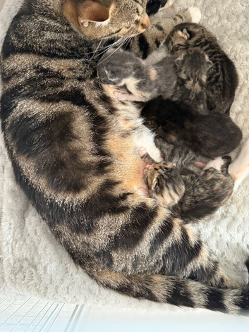 Kittens for sale
