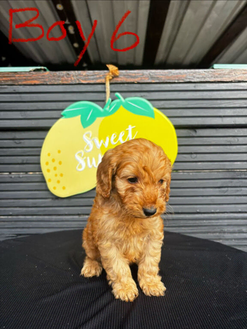 STUNNING RED F1 COCKAPOO PUPPIES