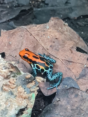 Dart frogs ranitomeya