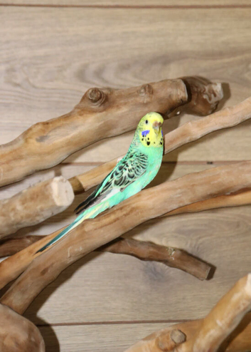 Budgies Pairs available &pound;65 a pair,18