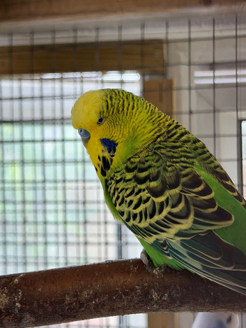 Bonded Pair of Budgies Male Female