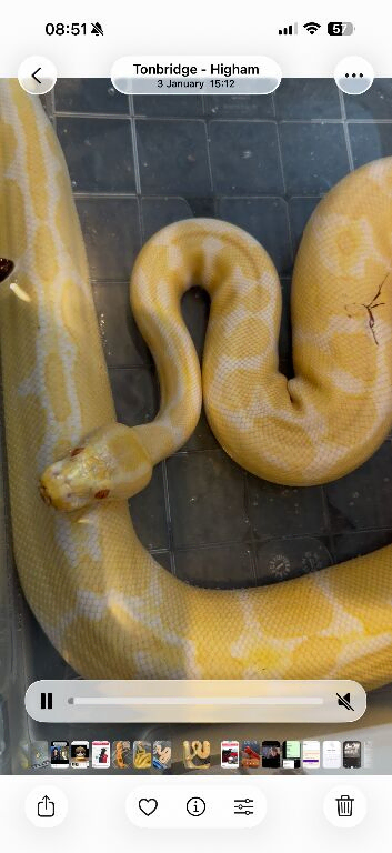 Beautiful female albino royal python