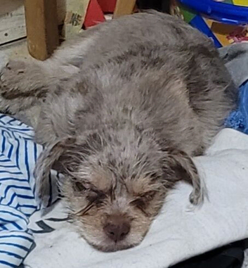 Frockie puppy