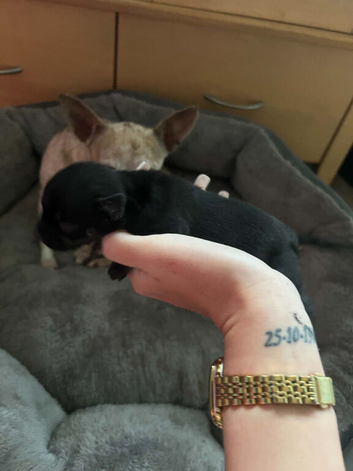 Little black chihuahua boy