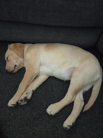 Puppy for sale