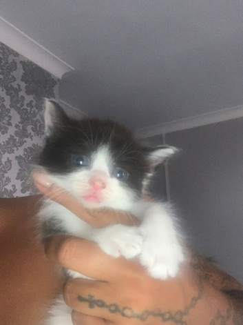 Mixed Russian blue