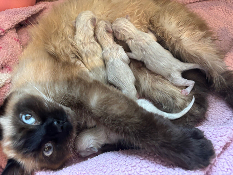 Ragdoll kittens