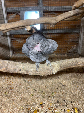 African grey