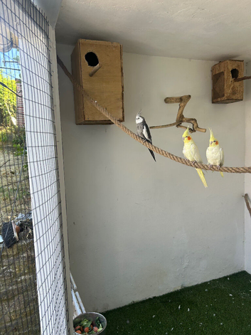 One lutino baby cockatiel