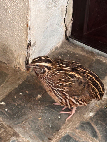 Male quail free