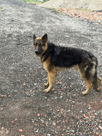 Good dog 15 months old must be good home