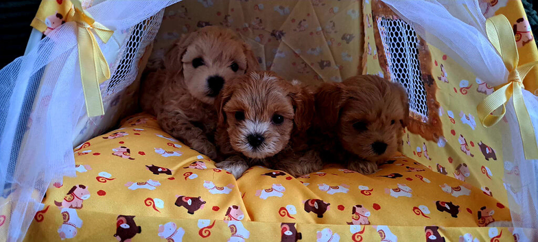 F1 teacup asian Maltipoo