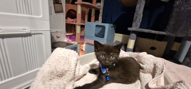 Kittens plus 1 adult male.