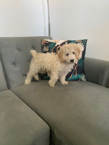 Gorgeous champagne boy Cockapoo puppy