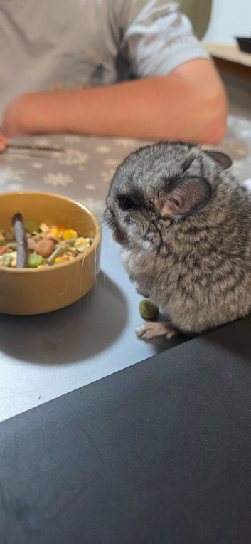 Pretty chinchilla female