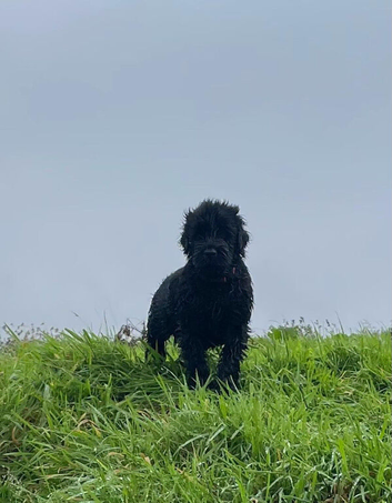 Black Russian Terrier