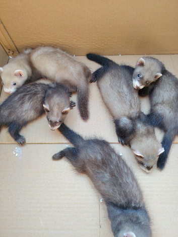 Kits for sale x8