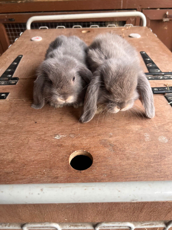 Two lilac otter miniature lop does