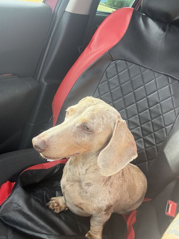 Mini Daxie Male For Sale