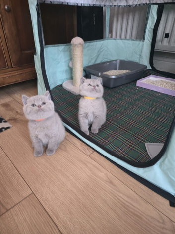 Last 2 lilac British shorthair girls kittens to reserve