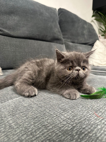 Exotic & Persian Kittens