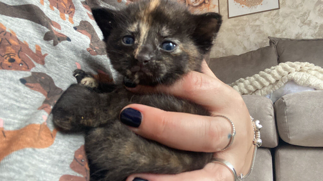 Last 2 kitties