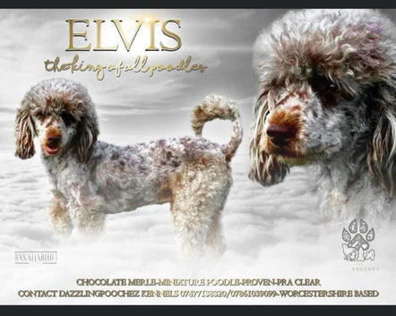 MERLE Cockapoo&rsquo;s Puppies