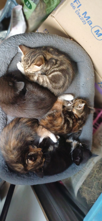 Kittens