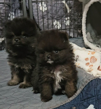 FULLY VACCINATED.   Champion bloodlines. kc registered Pomeranian puppies