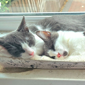 Beautiful blue/grey & white boys (ready to leave)