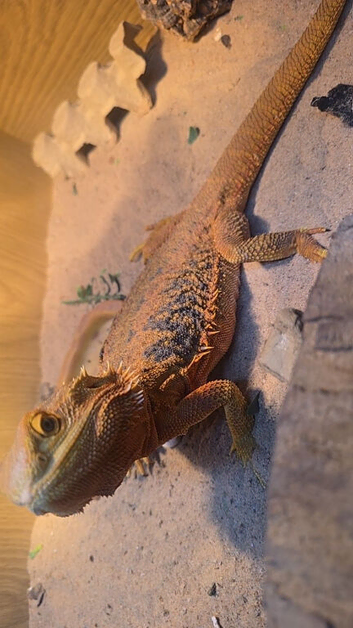 Bearded dragon and vivarium for sale