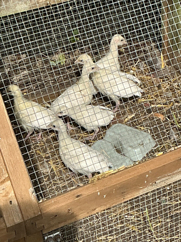 Crollwitzer turkeys