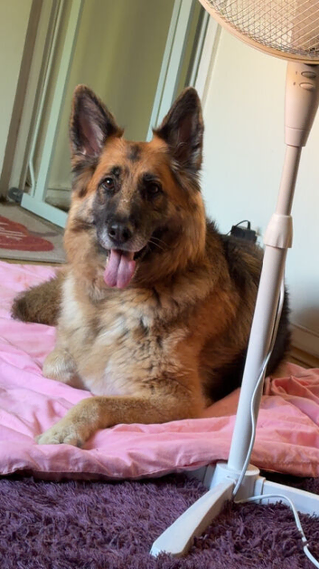 Georgie the Shepherd