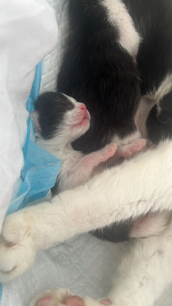 4 black and white kittens