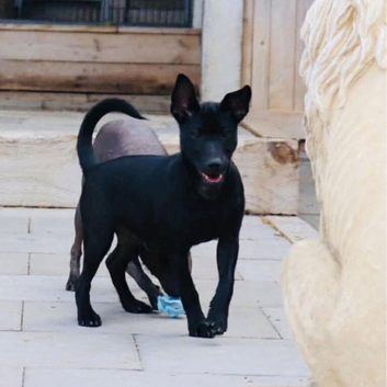 Kc reg Stunning coated boy mini size.