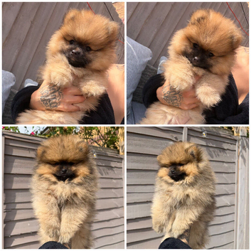 READY TO GO POM PUPPIES