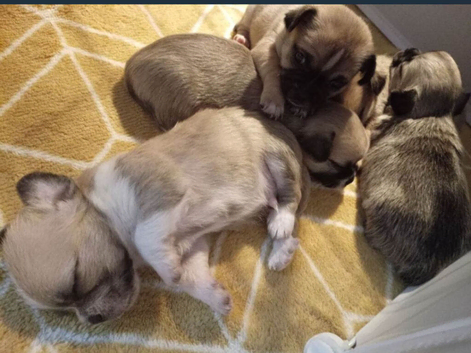 Chihuahua puppies