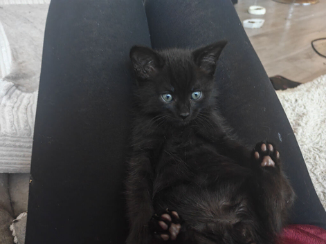 Beautiful black British short hair male kitten with the friendliest most affectionate personality last kitten on the litter looking for a loving home