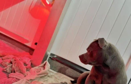 Healthy Kc Registered Blue Staffordshire Bull Terrier Puppies