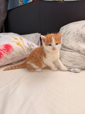 Kittens