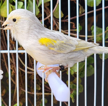 Stunning Canaries - Reds, Norwich, Lizards, Agate, Grey wing