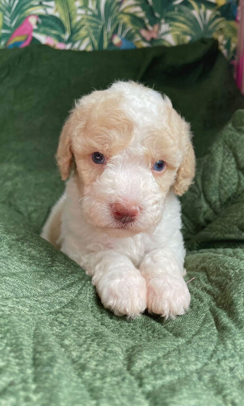 Beautiful Cavapoo pups