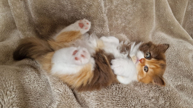 Pedigree British Longhair kittens TICA registered